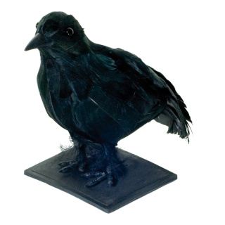 Corbeau  polystyrène / plumes Color: noir Size: 21x13x17cm
