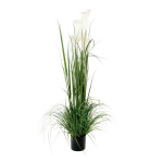 Reed  - Material: 5-fold in pot - Color: green/white -...