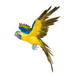 Perroquet, volant polystyrène avec plumes...