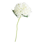 Hortensia  soie artificielle Color: blanc Size: Ø...