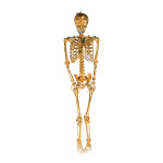 Skeleton with hanger moveable made of plastic - Material:...