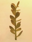 EUROPALMS Geldbäumchen-Spross, Kunstpflanze, 30cm