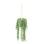 Pea plant in pot, with rope hanger     Size: H: 100cm,...