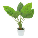 Aureum plant in pot, made of artificial silk &...