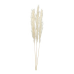 Bunch of pampas grass 3-fold, dried     Size: 110cm...