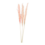 Bunch of pampas grass 3-fold, dried     Size: 110cm...