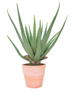 Aloe Vera im Topf aus Kunststoff     Groesse: 40cm    Farbe: grün