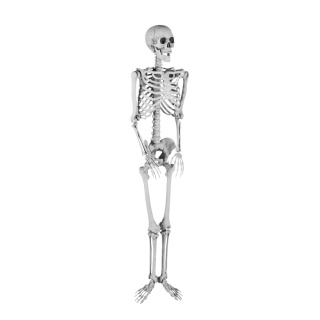 Squelette  plastique Color: gris Size: 165x42x17cm