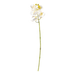 Orchidée avec 5 fleurs & bourgeons, en...