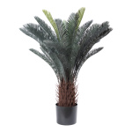 Cycad Sagopalme im Topf 36 Blätter, aus...