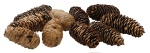 Pommes de pin 12pcs/sachet vrai cônes Color: brun...