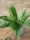 EUROPALMS Boston Fern, artificial plant,53cm