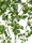 EUROPALMS Birch Tree, artificial plant, 150cm