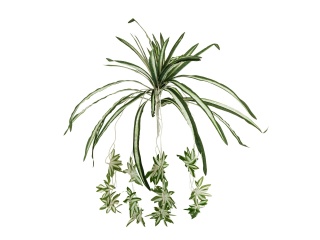 EUROPALMS Grünlilie, künstlich, 60cm