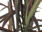 EUROPALMS Dracaena, künstlich, grün-rot, 180cm