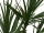 EUROPALMS Dracaena, artificial plant, green, 170cm