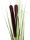 EUROPALMS Reed grass with cattails,light green, artificial, 152cm