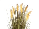 EUROPALMS Weizen erntereif, künstlich, 60cm