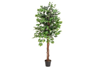 EUROPALMS Ficus-Benjamini Multi-Stamm, Kunstpflanze, 150cm