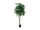 EUROPALMS Jungle tree Mango, artificial plant, 180cm