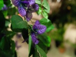 EUROPALMS Bougainvillea, lavendel, Kunstpflanze, 180cm