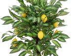 EUROPALMS Lemon Tree, artificial plant, 150cm