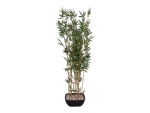 EUROPALMS Bamboo in bowl, artificial, 150cm