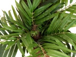 EUROPALMS Areca Palm, artificial plant, 170cm