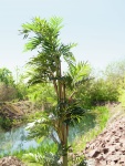 EUROPALMS Parlour Palme, Kunstpflanze, 150cm