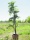 EUROPALMS Parlour Palme, Kunstpflanze, 150cm