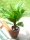 EUROPALMS Cycas Palm Tree, artificial plant, 70cm