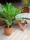 EUROPALMS Cycas Palm Tree, artificial plant, 70cm