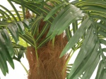 EUROPALMS Phönix Palme deluxe, Kunstpflanze, 300cm