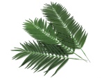 EUROPALMS Kokos-Palmwedel, künstlich, 80cm 12x