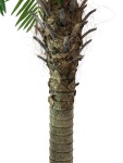 EUROPALMS Phönixpalme luxor, Kunstpflanze, 150cm