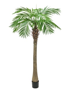 EUROPALMS Phoenix Palm Tree Luxor, artificial plant, 240cm