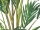 EUROPALMS Canary date Palm, artificial plant, 240cm