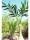 EUROPALMS Phoenix Palm, artificial plant, 240cm