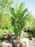 EUROPALMS Kentia Palm Tree, artificial plant, 140cm