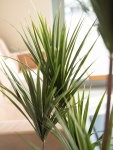 EUROPALMS Yucca Palme, Kunstpflanze, 130cm