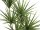 EUROPALMS Yucca Palme, Kunstpflanze, 130cm