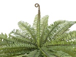 EUROPALMS Boston Fern, artificial plant, green, 70cm