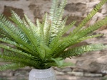 EUROPALMS Boston Fern, artificial plant, green, 70cm