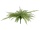 EUROPALMS Boston Fern, artificial plant, green, 70cm