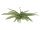 EUROPALMS Boston Fern, artificial plant, green, 70cm