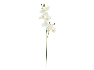 EUROPALMS Orchideenzweig, künstlich, creme-weiß, 100cm