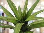 EUROPALMS Aloe (EVA), künstlich, grün, 50cm