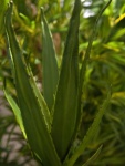 EUROPALMS Aloe (EVA), künstlich, grün, 66cm