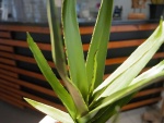 EUROPALMS Aloe (EVA), künstlich, grün, 66cm