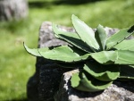 EUROPALMS Agave (EVA), künstlich, grün, 35cm